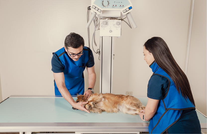Consulta veterinaria